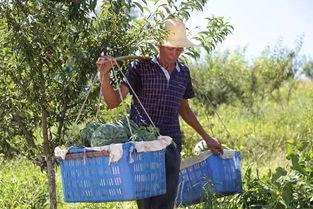 黑料吃瓜网apk普通安装 