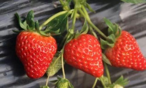 哈密瓜影视  第3张