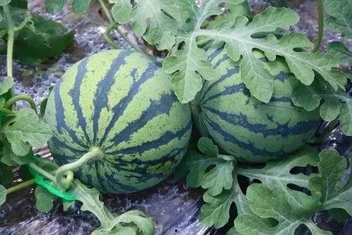 黑料吃瓜网apk普通安装 