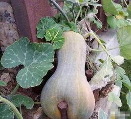 冀云抚宁  第3张